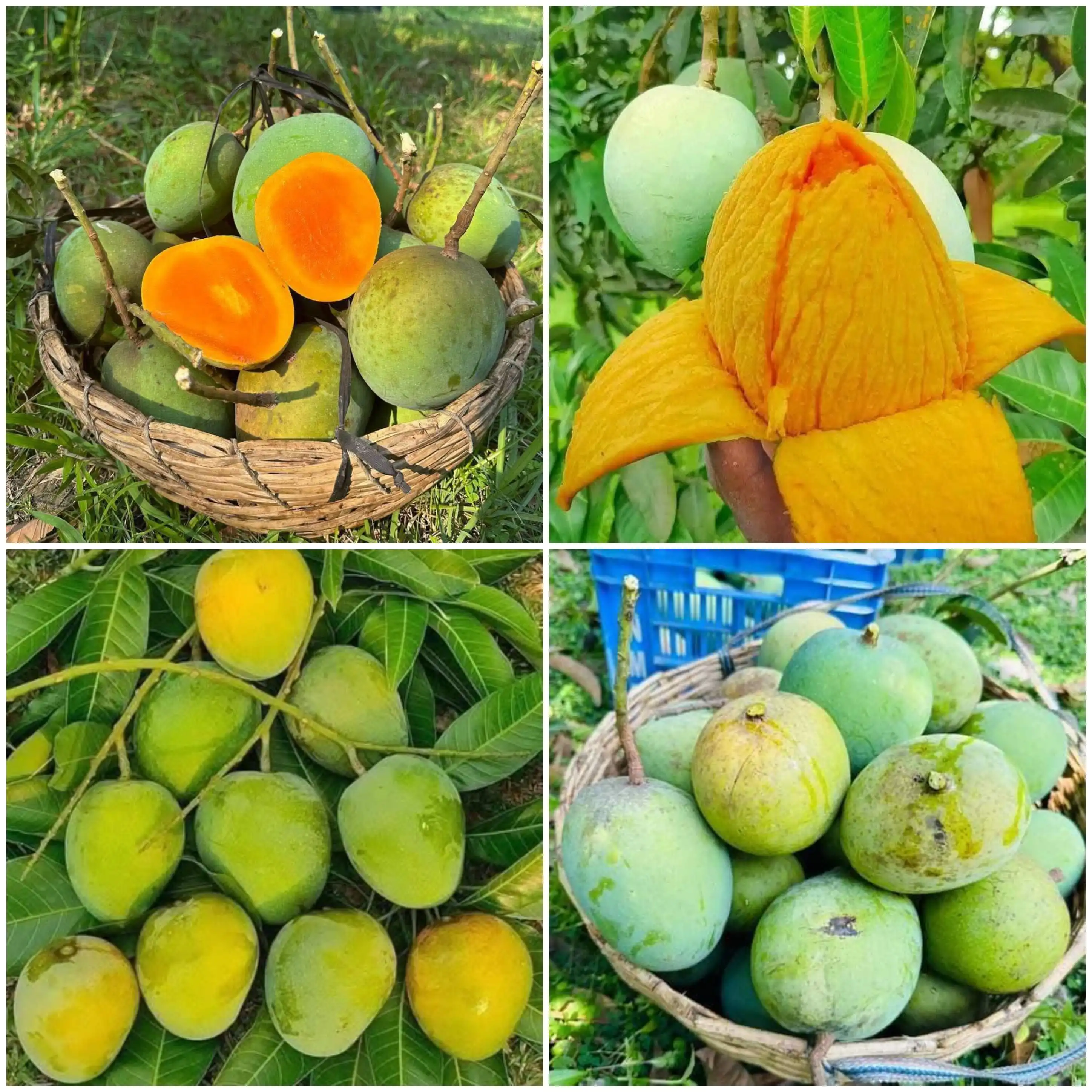 হিমসাগর আম ৪০ কেজি ১০০ টাকা করে ৪০০০ টাকা