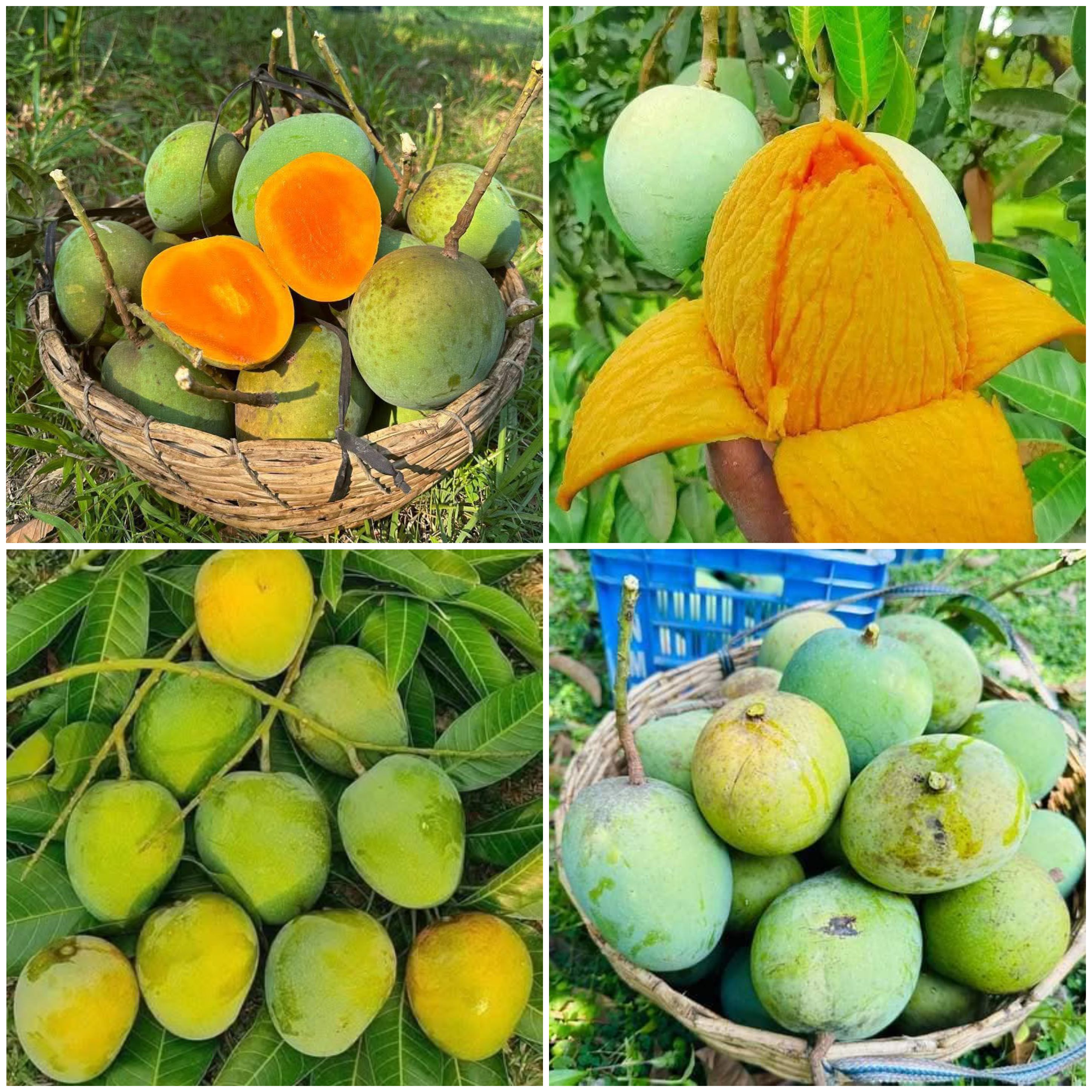 হিমসাগর আম ২০ কেজি ১০০ টাকা করে ২০০০ টাকা