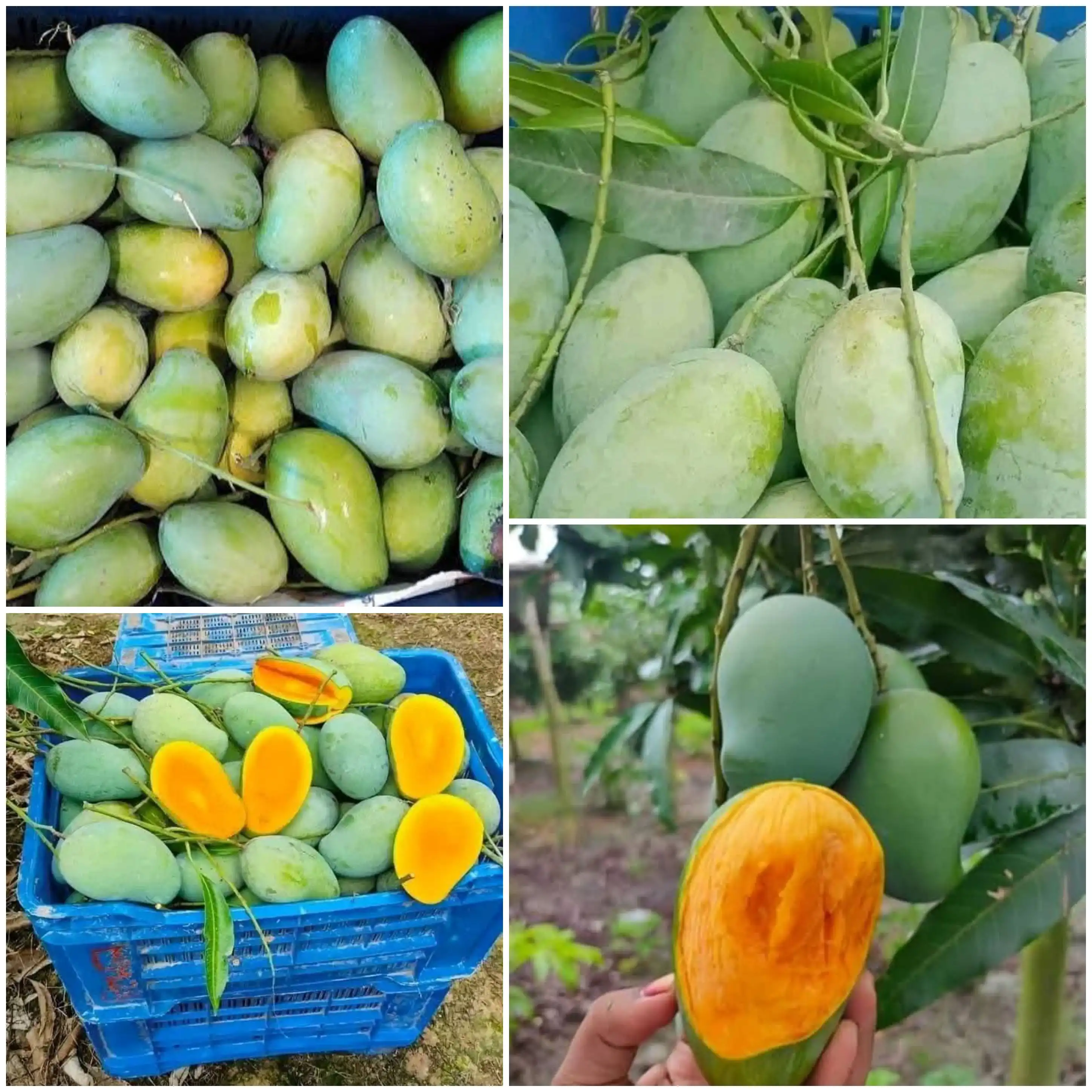 ১০ কেজি সাতক্ষীরার আম্রপালী আম মাত্র- ৯৯০ টাকা।